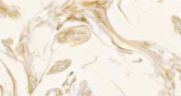 Керамогранит золотой песок DYM06019 (019) 60x120 Golden Silk полированный Керамогранит золотой песок DYM06019 (019) 60x120 Golden Silk полированный