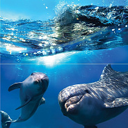 Dolphins Панно 50x50